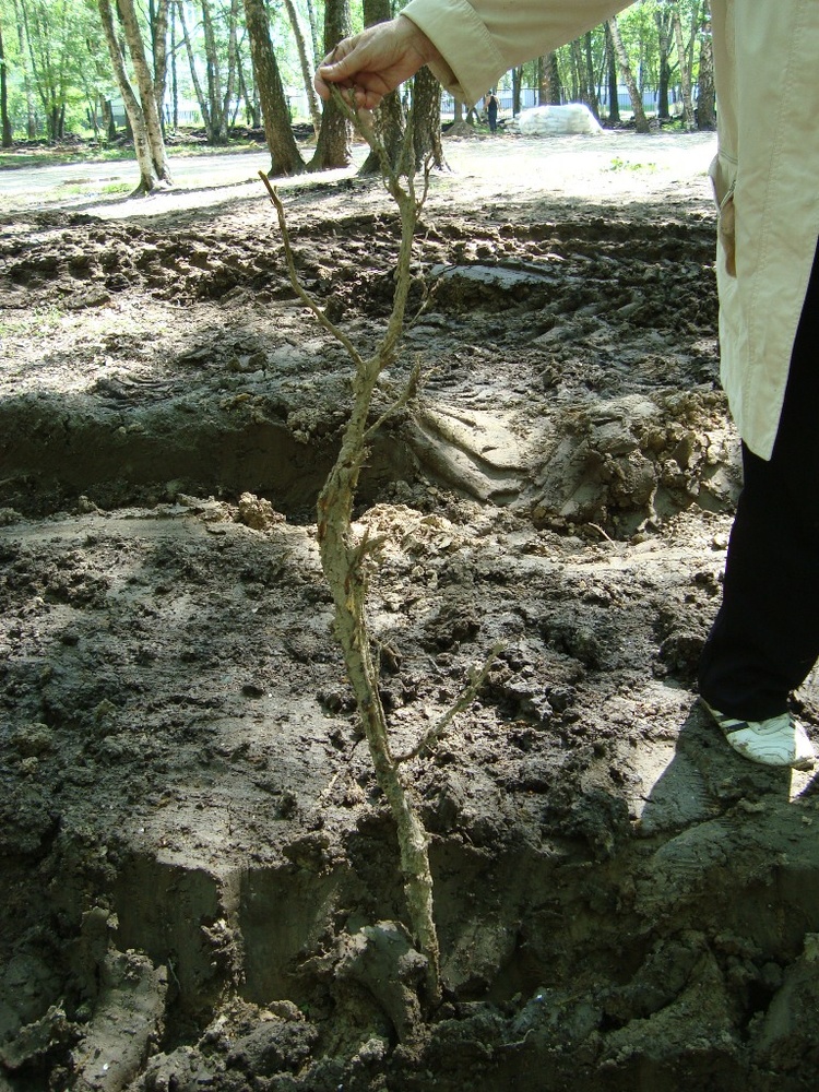Нарушения природохранного законодательства и правил ведения работ по благоустройству в Дубовой роще "Маяк"