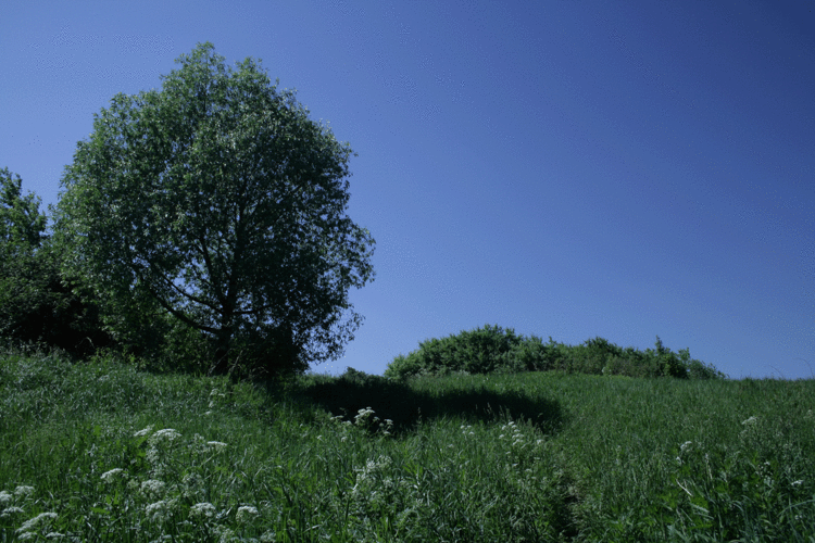 Деревня Алёшкино. Первый день лета 2007.