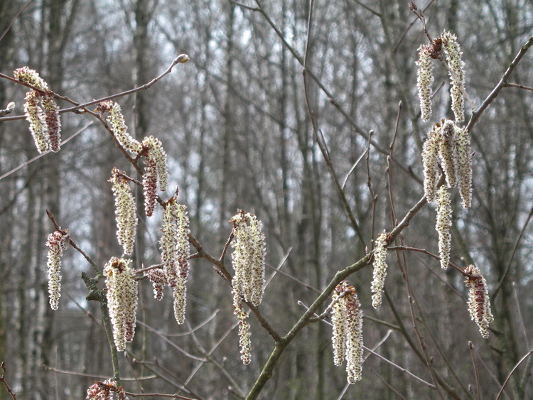 Весна. Алешкинский лес.