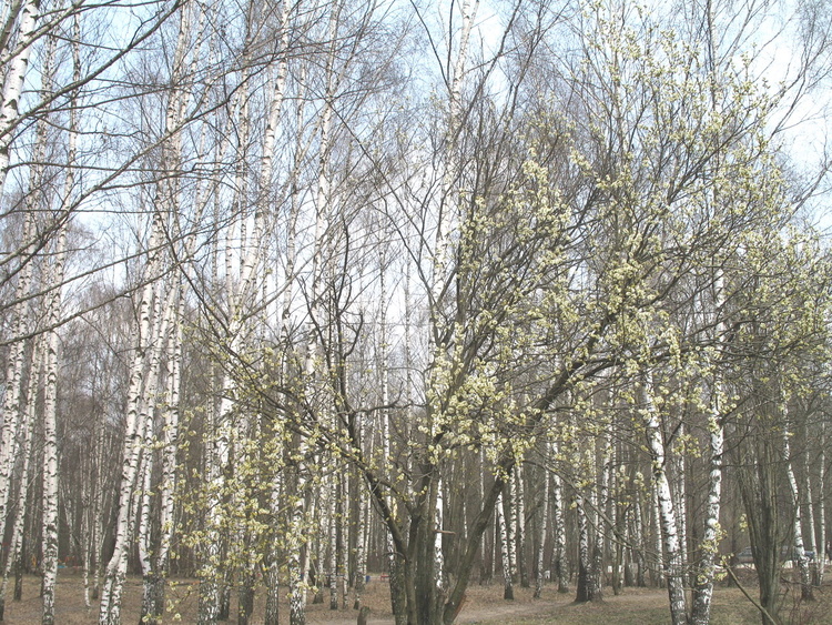 Весна. Алешкинский лес.
