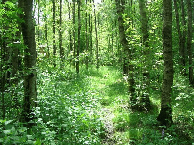 Природа Алёшкинского леса