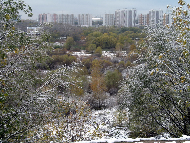 Ода дереву.