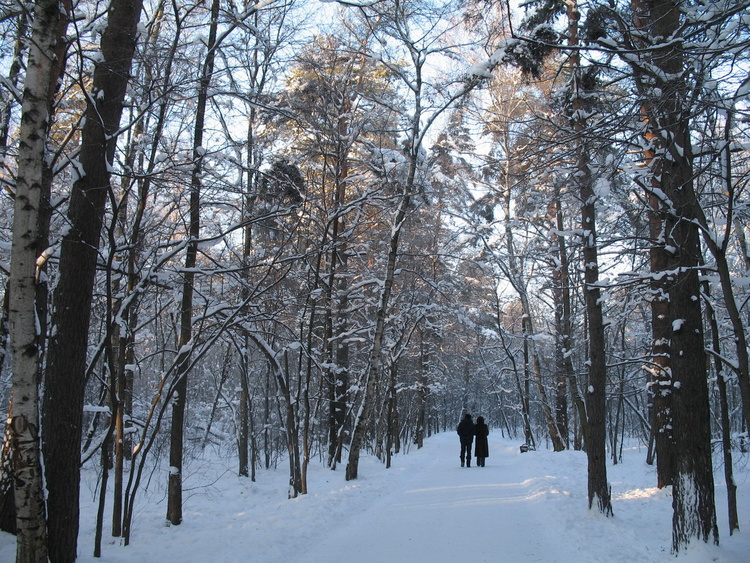 Алешкинский лес. Год 2010