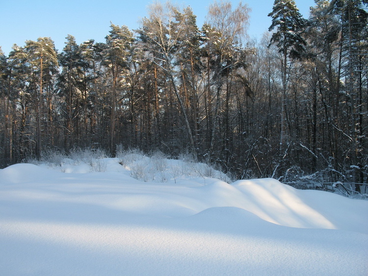 Алешкинский лес. Год 2010