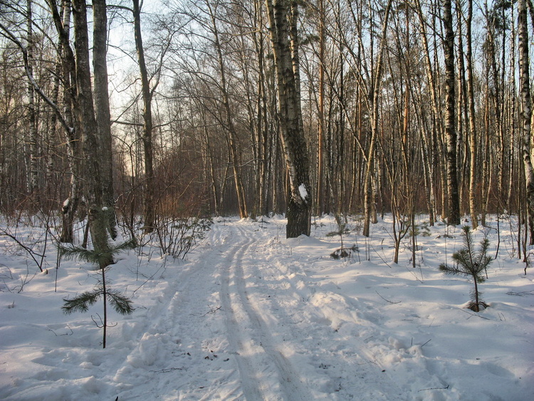 Лыжная трасса в Алешкине
