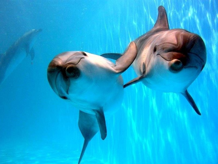 Плавание с дельфинами в Московском (филиале Утришского) дельфинарии