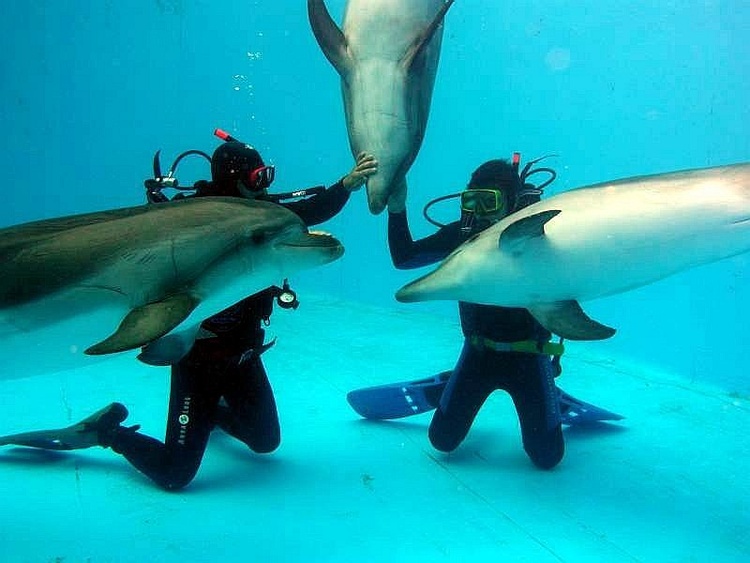 Плавание с дельфинами в Московском (филиале Утришского) дельфинарии