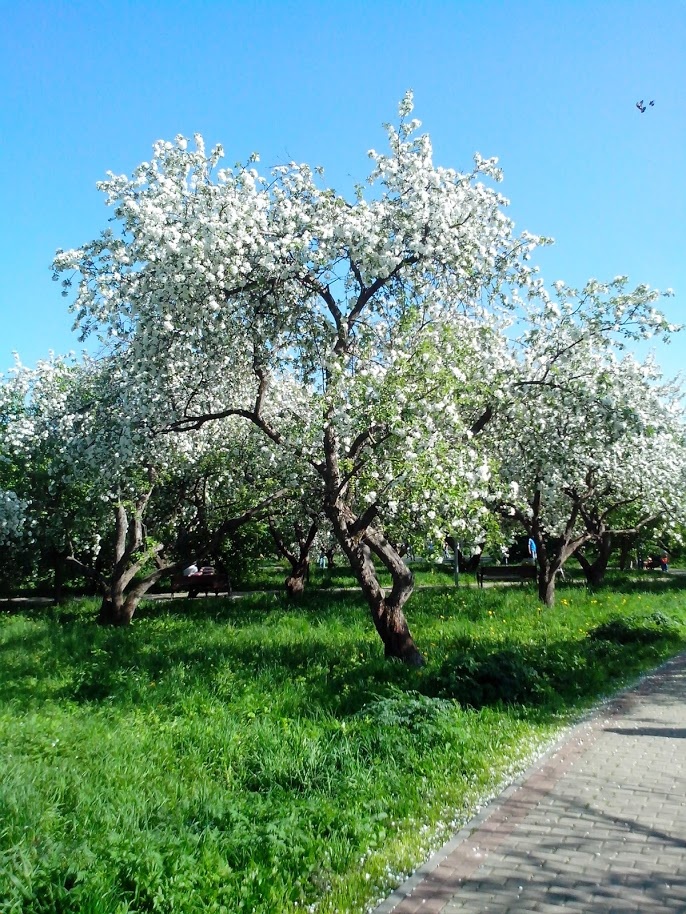 Яблоневый сад у реки Братовки