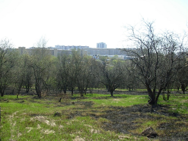 Яблоневый сад у реки Братовки