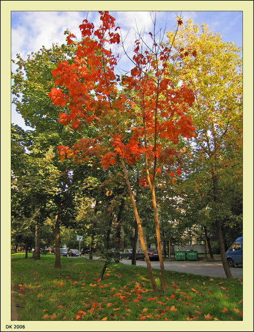 Осень: «Яркие краски».