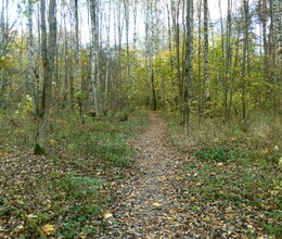Алешкинский лес в октябре