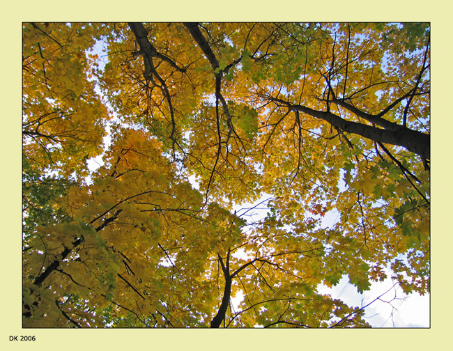 Осень: «Вам желтый цвет всегда к лицу».