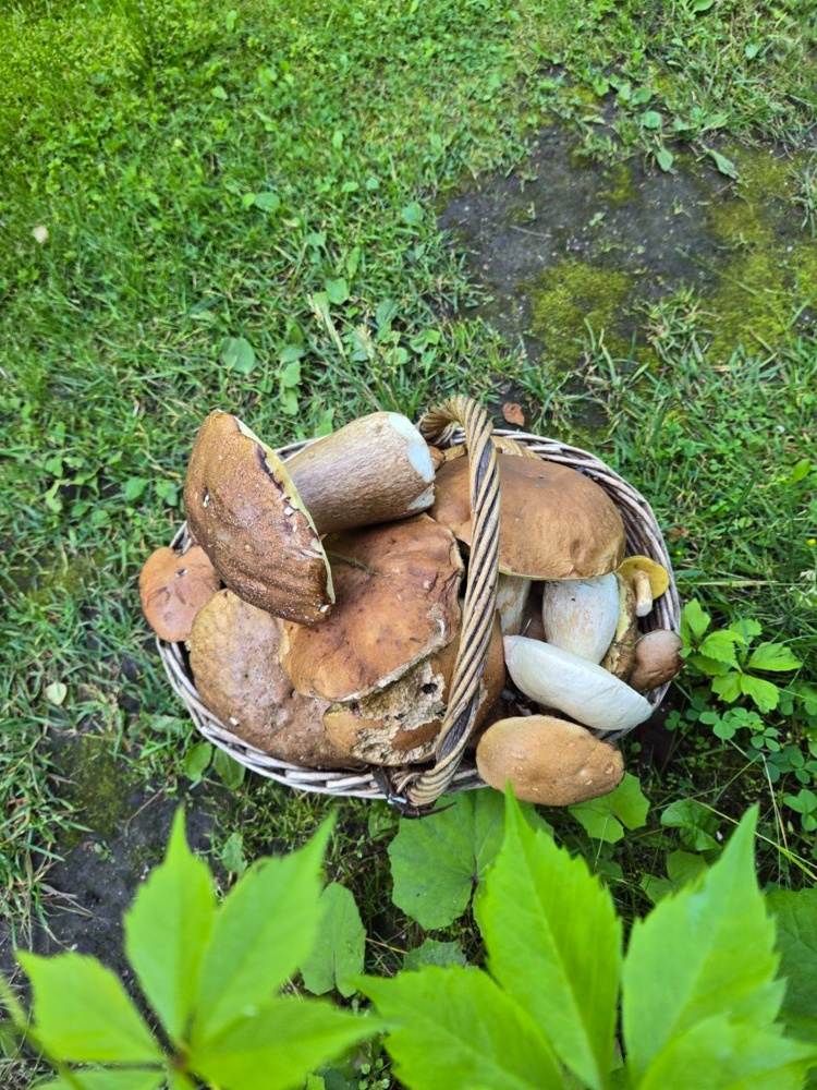 Боровик4