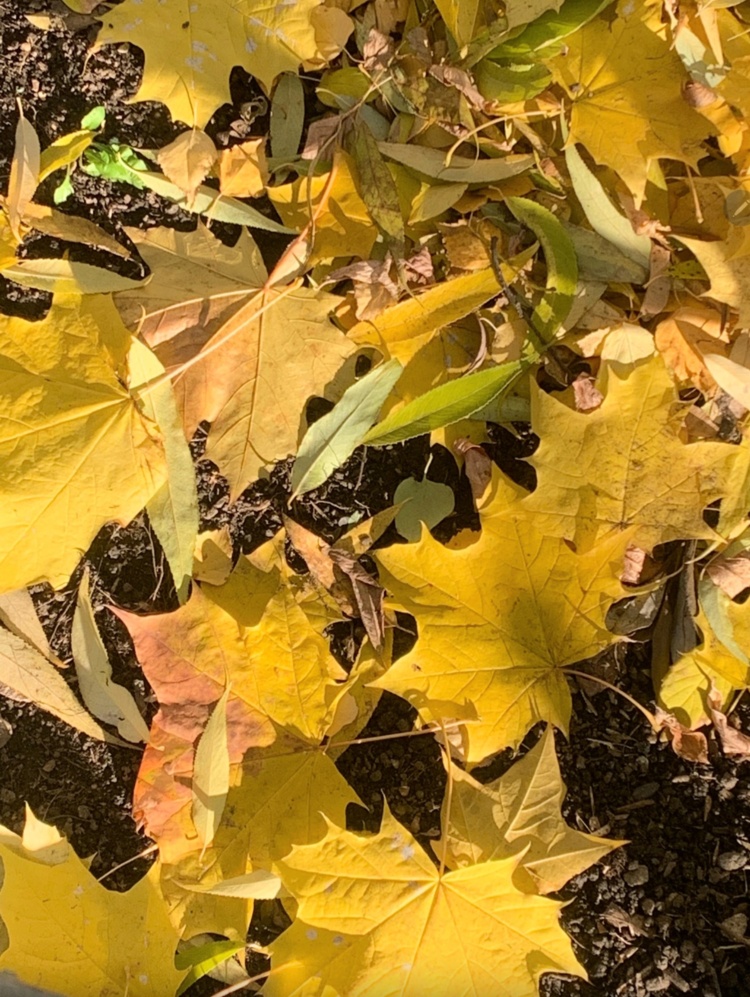 Screenshot_20251001_112735_VK